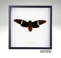 Giant Black Cicada