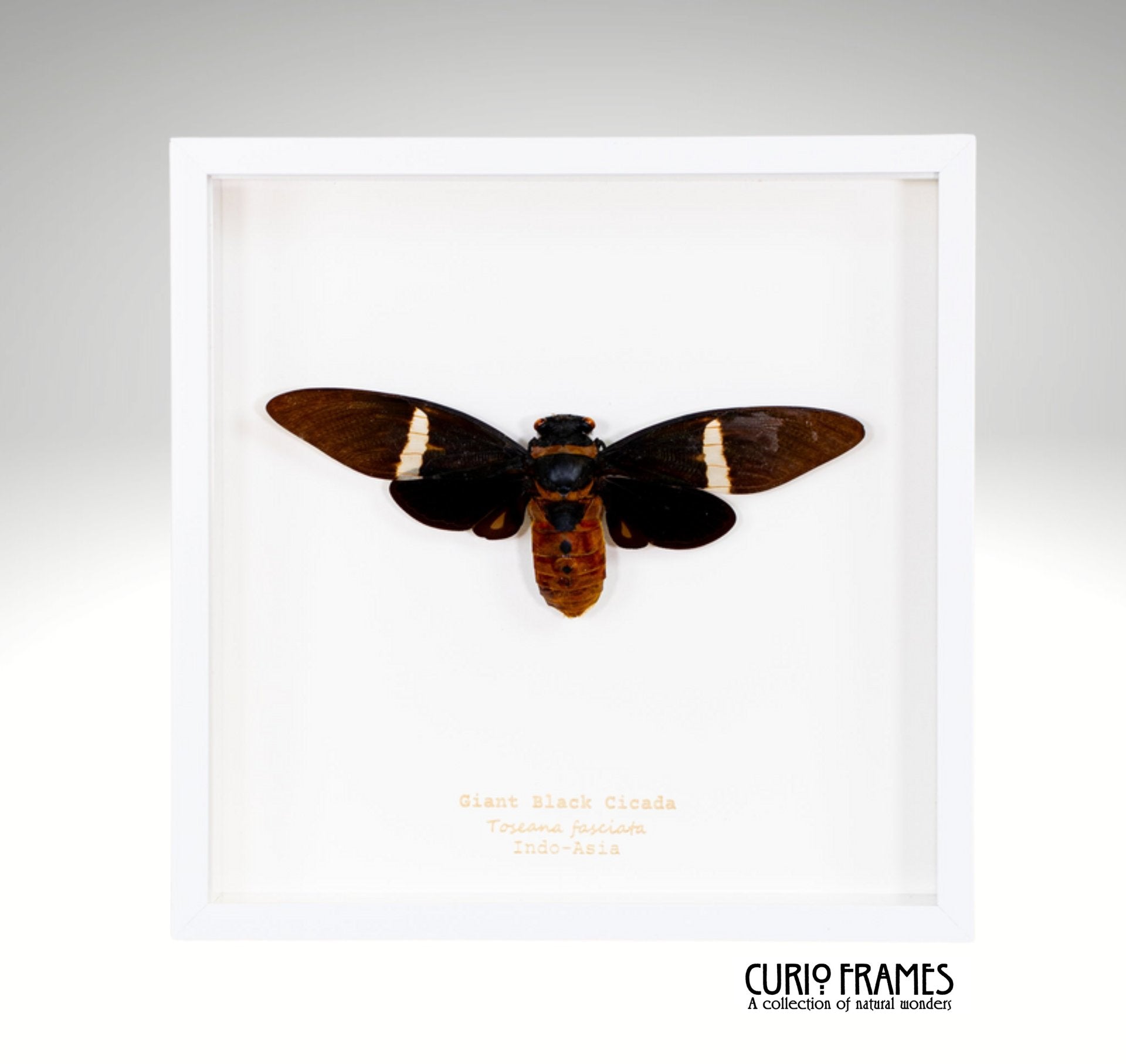 Giant Black Cicada