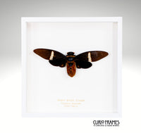 Giant Black Cicada