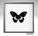 Giant Black Swallowtail
