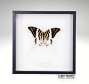 Giant Swordtail
