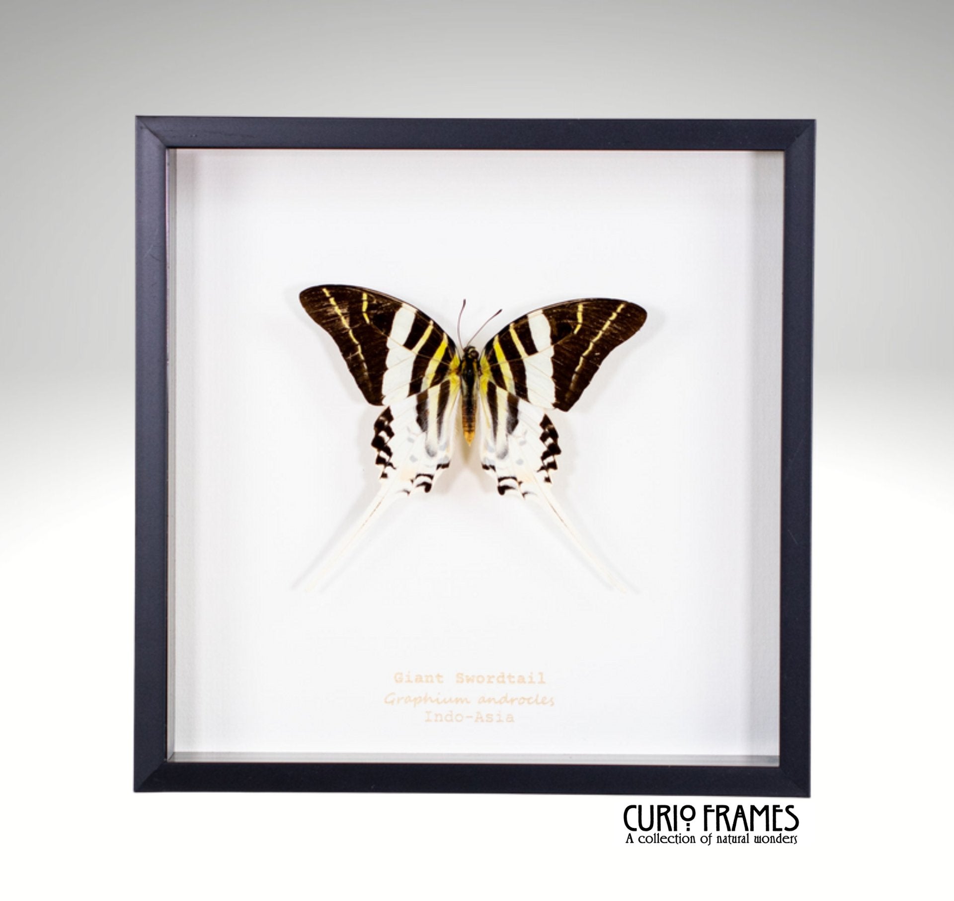 Giant Swordtail