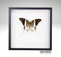 Giant Swordtail
