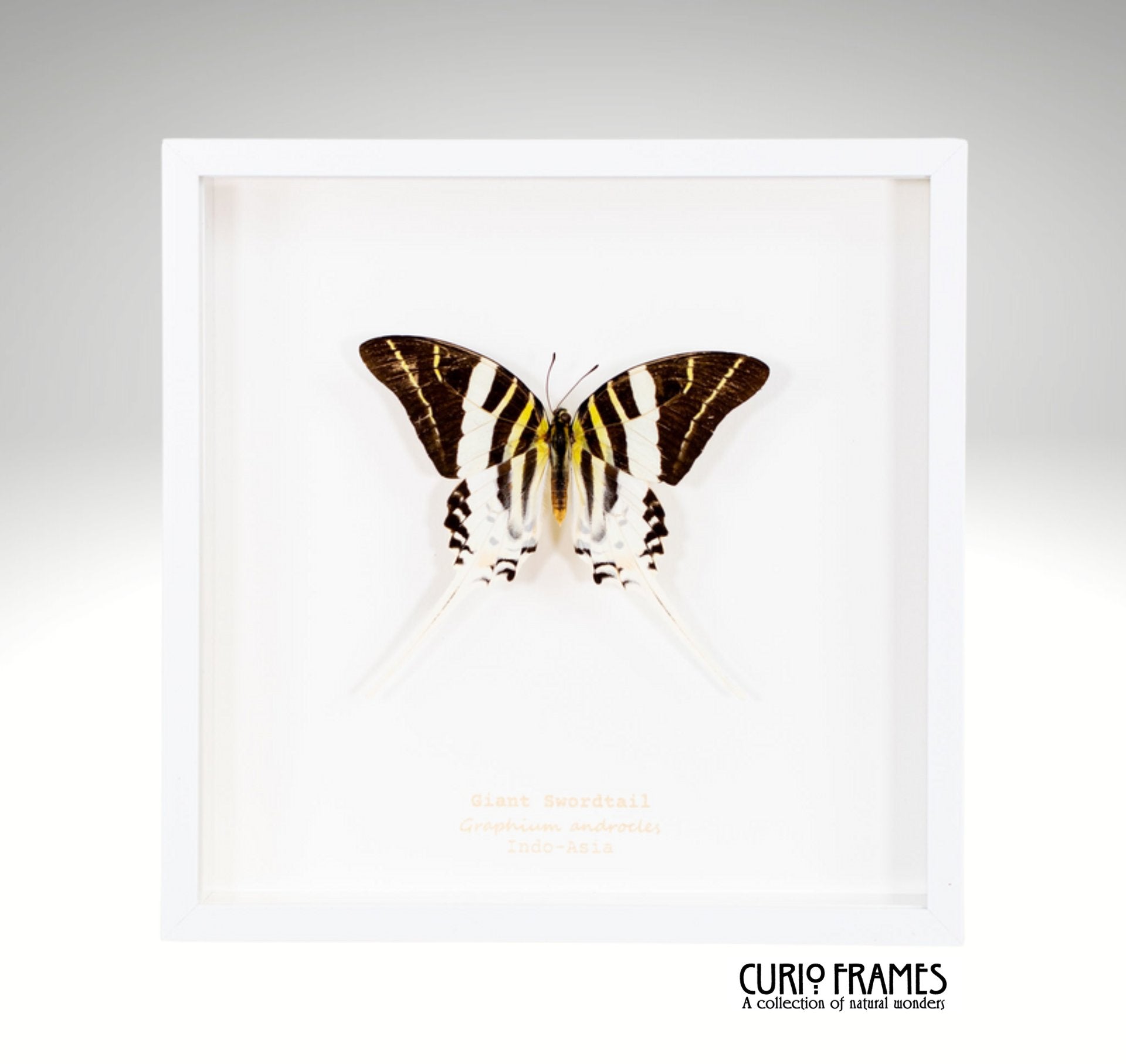 Giant Swordtail