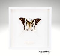 Giant Swordtail