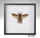 Giant Water Scorpion