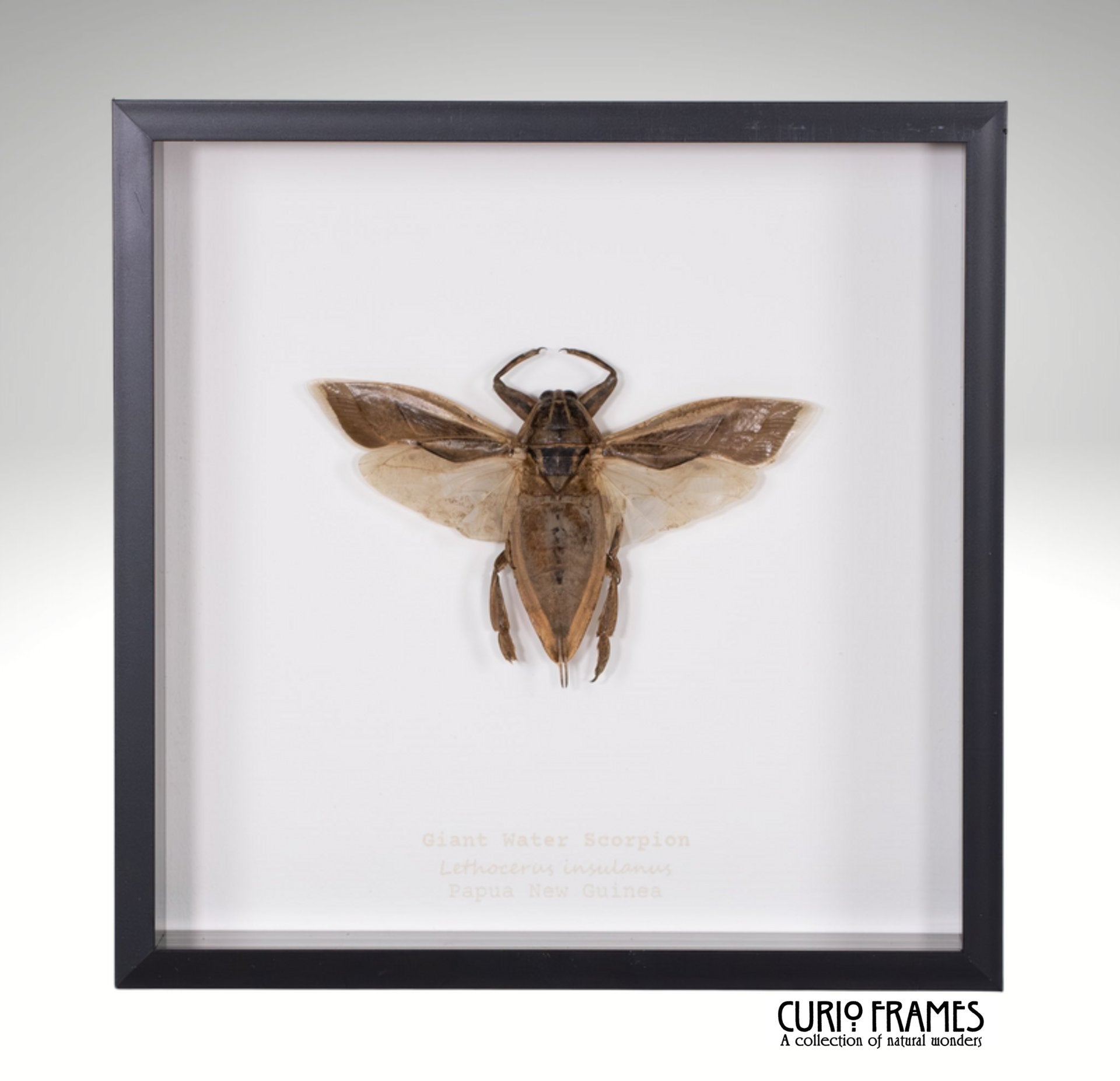 Giant Water Scorpion