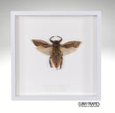 Giant Water Scorpion