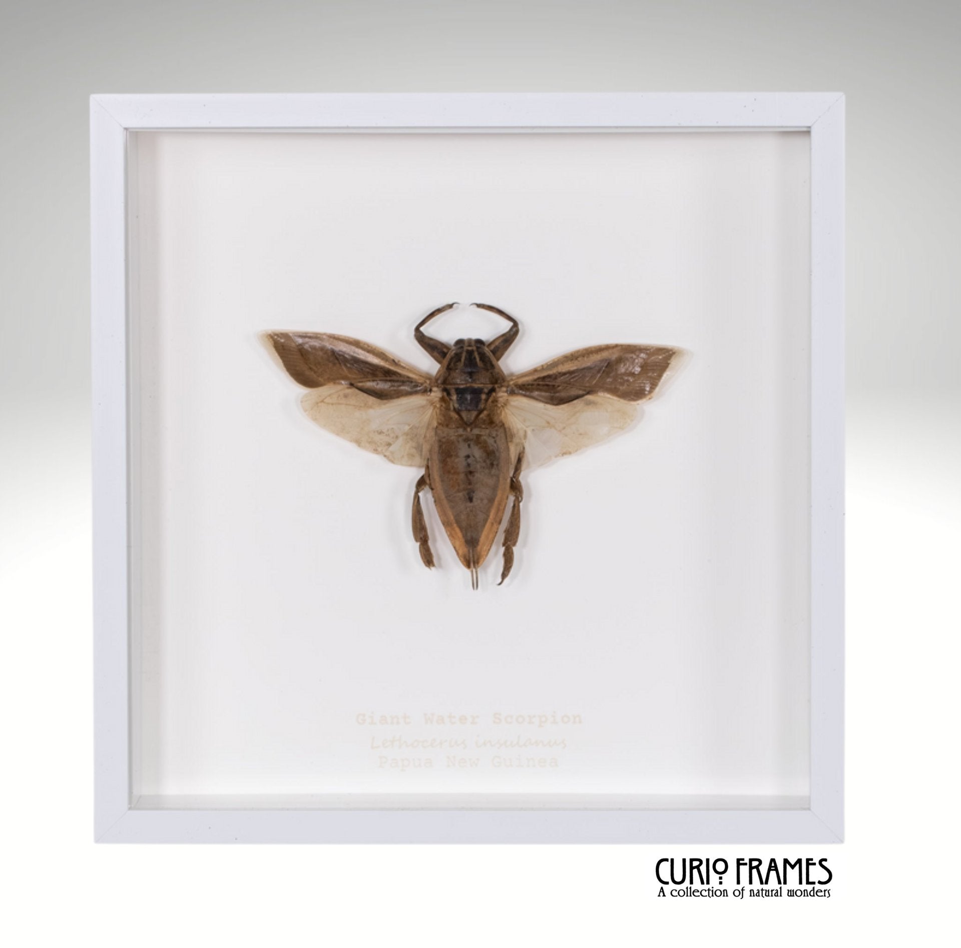 Giant Water Scorpion