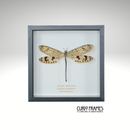 Giant Antlion