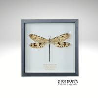 Giant Antlion