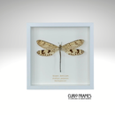 Giant Antlion