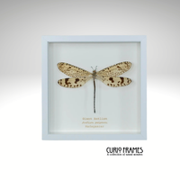Giant Antlion