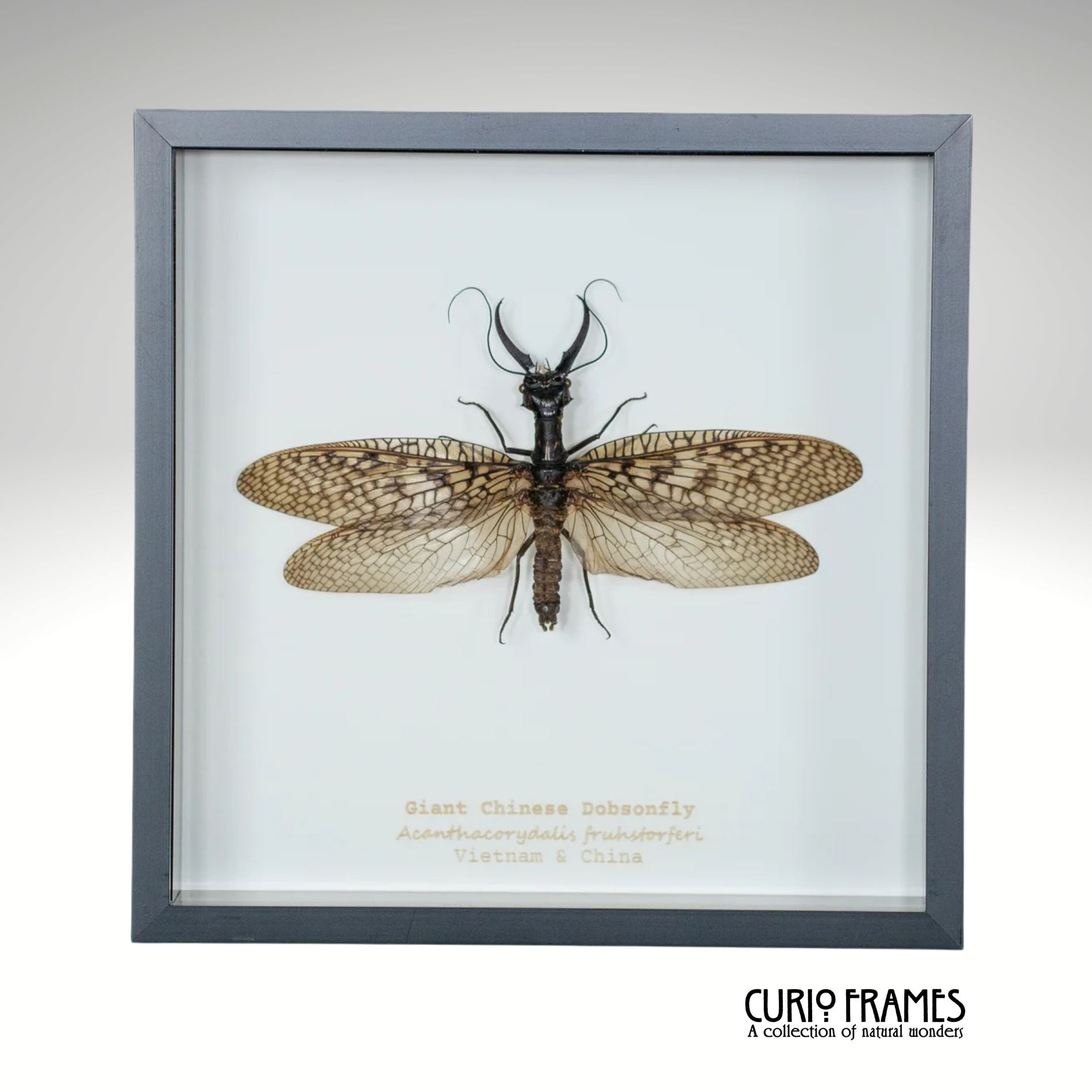 Giant Chinese Dobsonfly