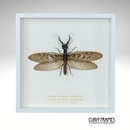 Giant Chinese Dobsonfly