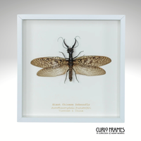 Giant Chinese Dobsonfly