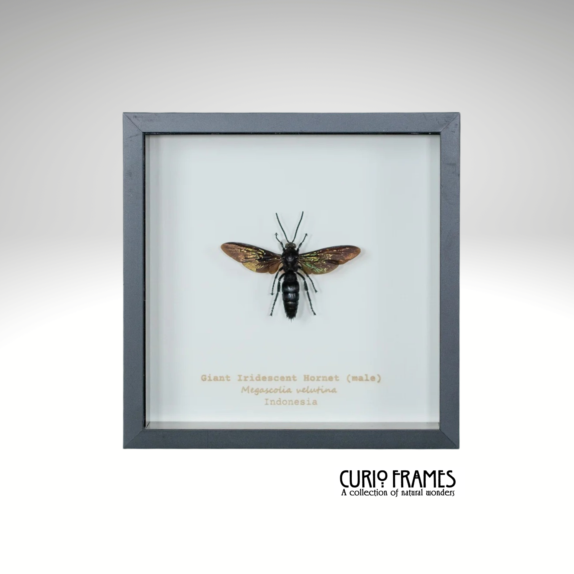 Giant Iridescent Hornet