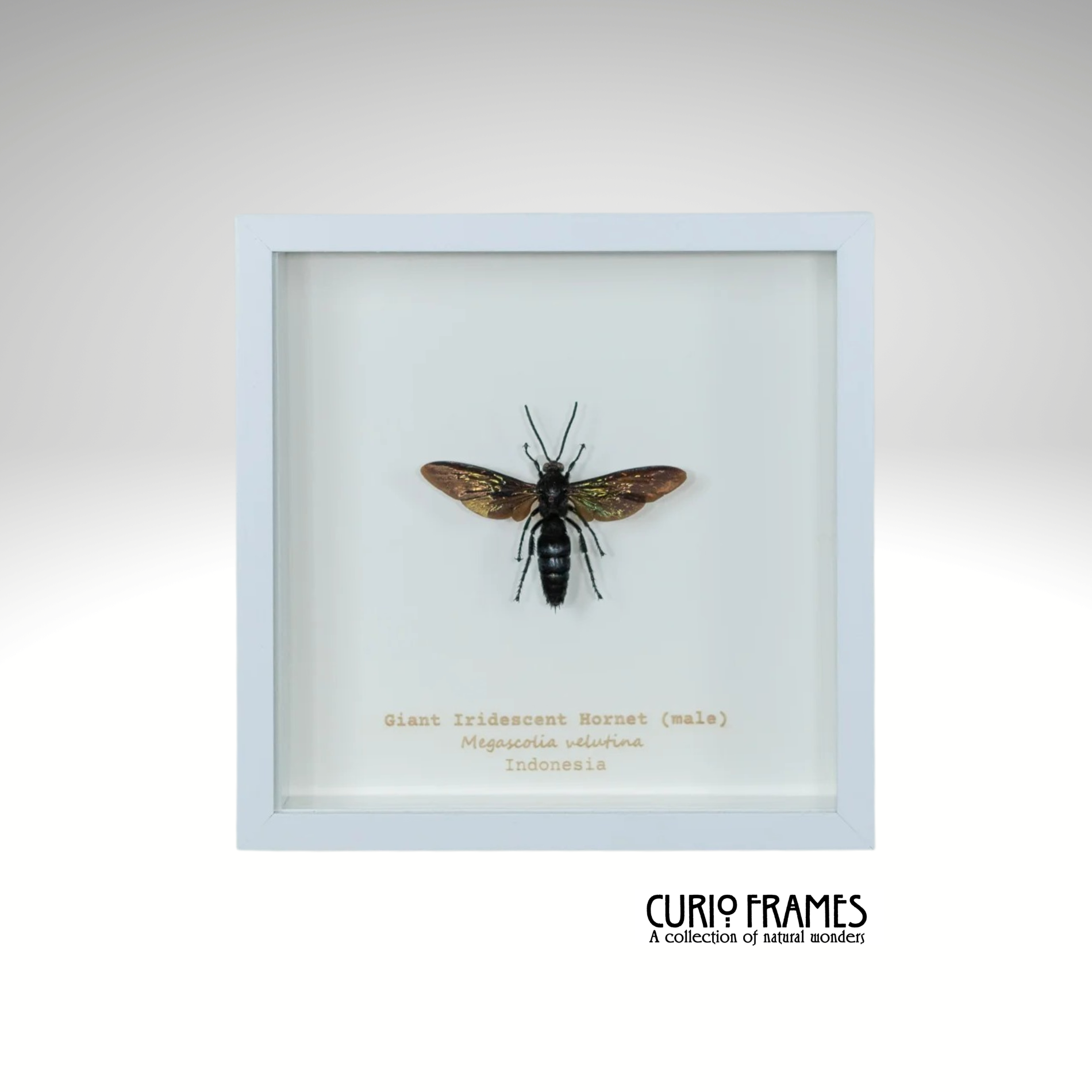 Giant Iridescent Hornet