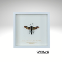 Giant Iridescent Hornet