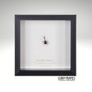Giraffe Beetle