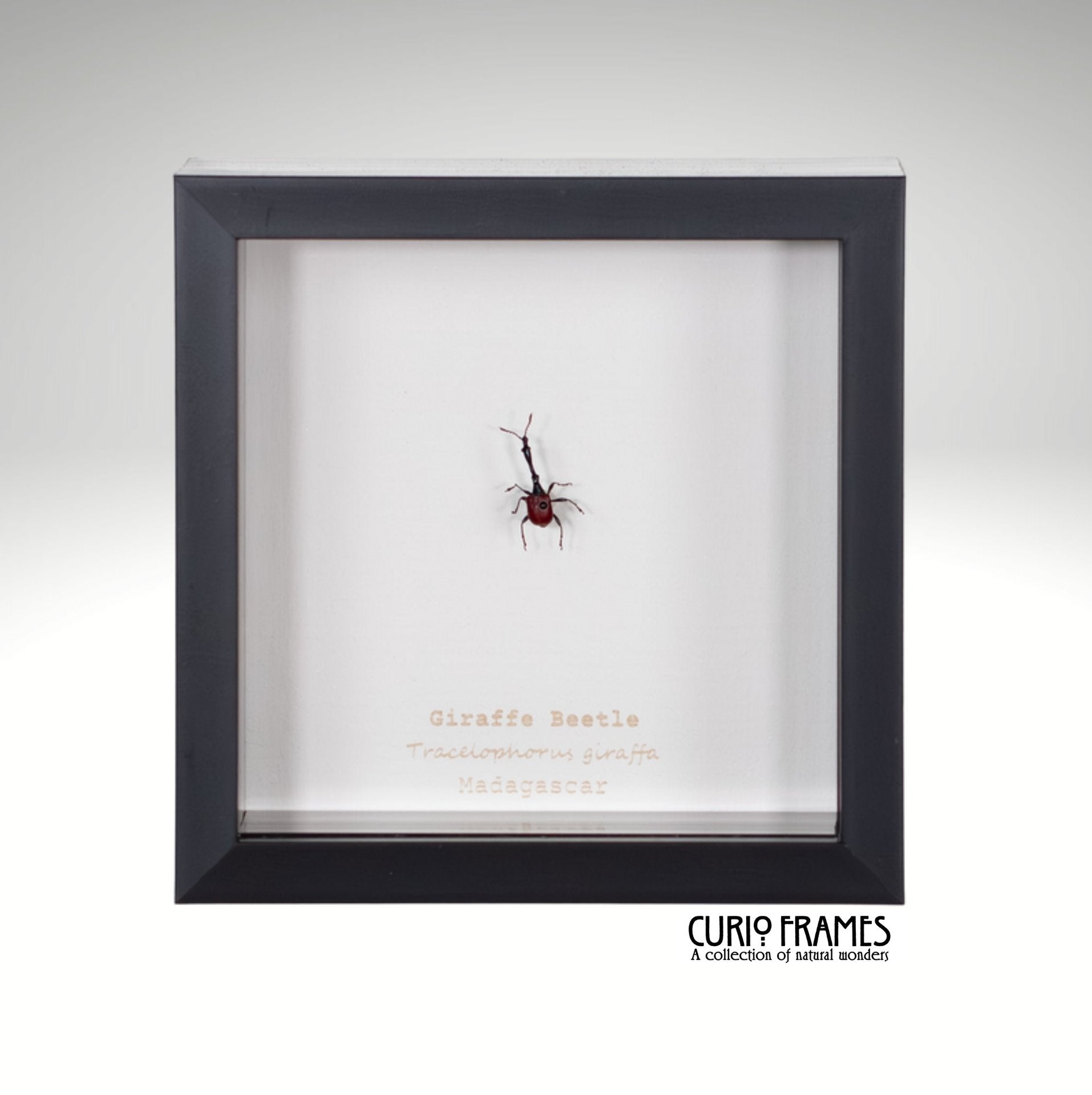 Giraffe Beetle