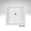 Giraffe Beetle