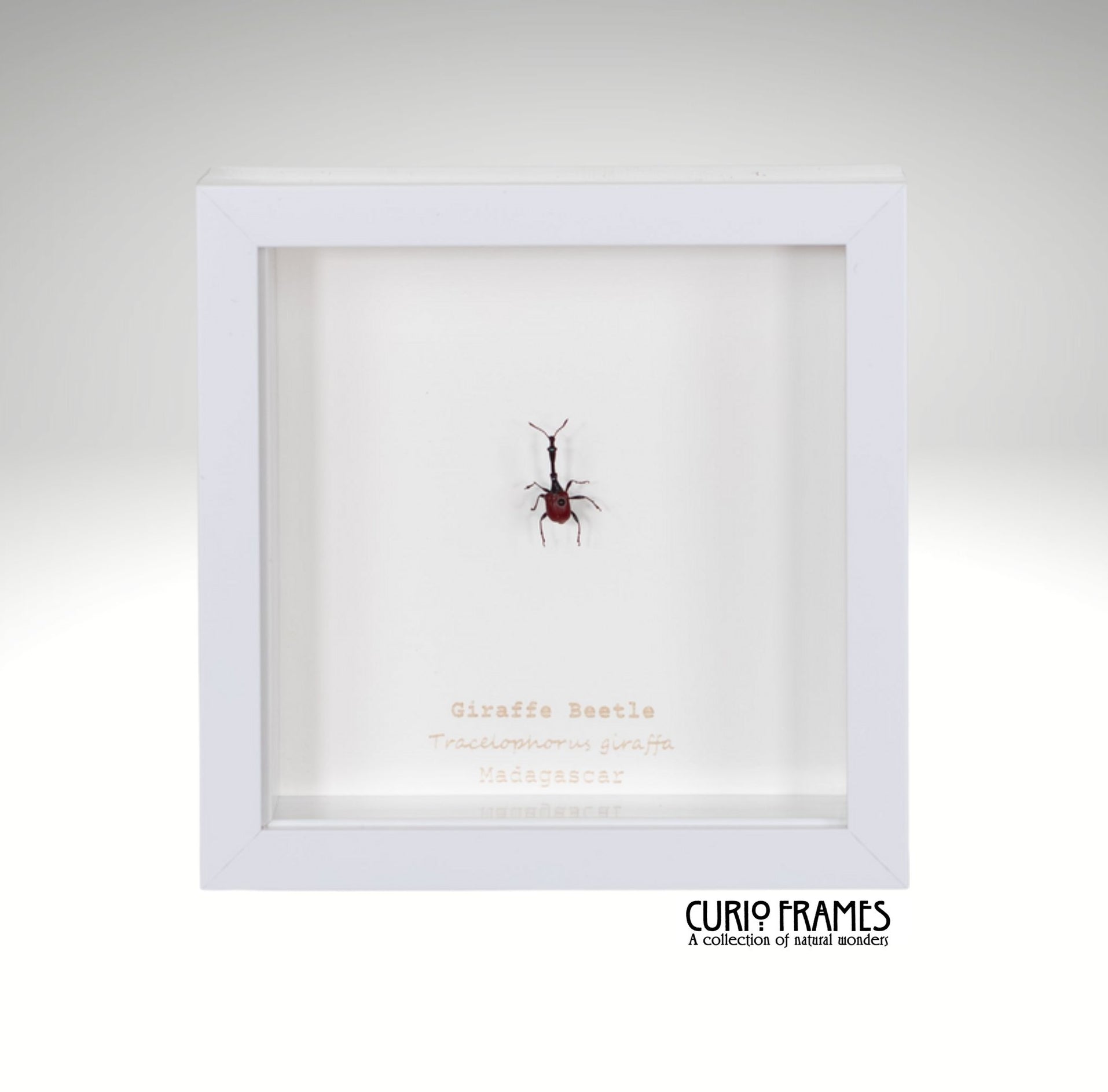 Giraffe Beetle