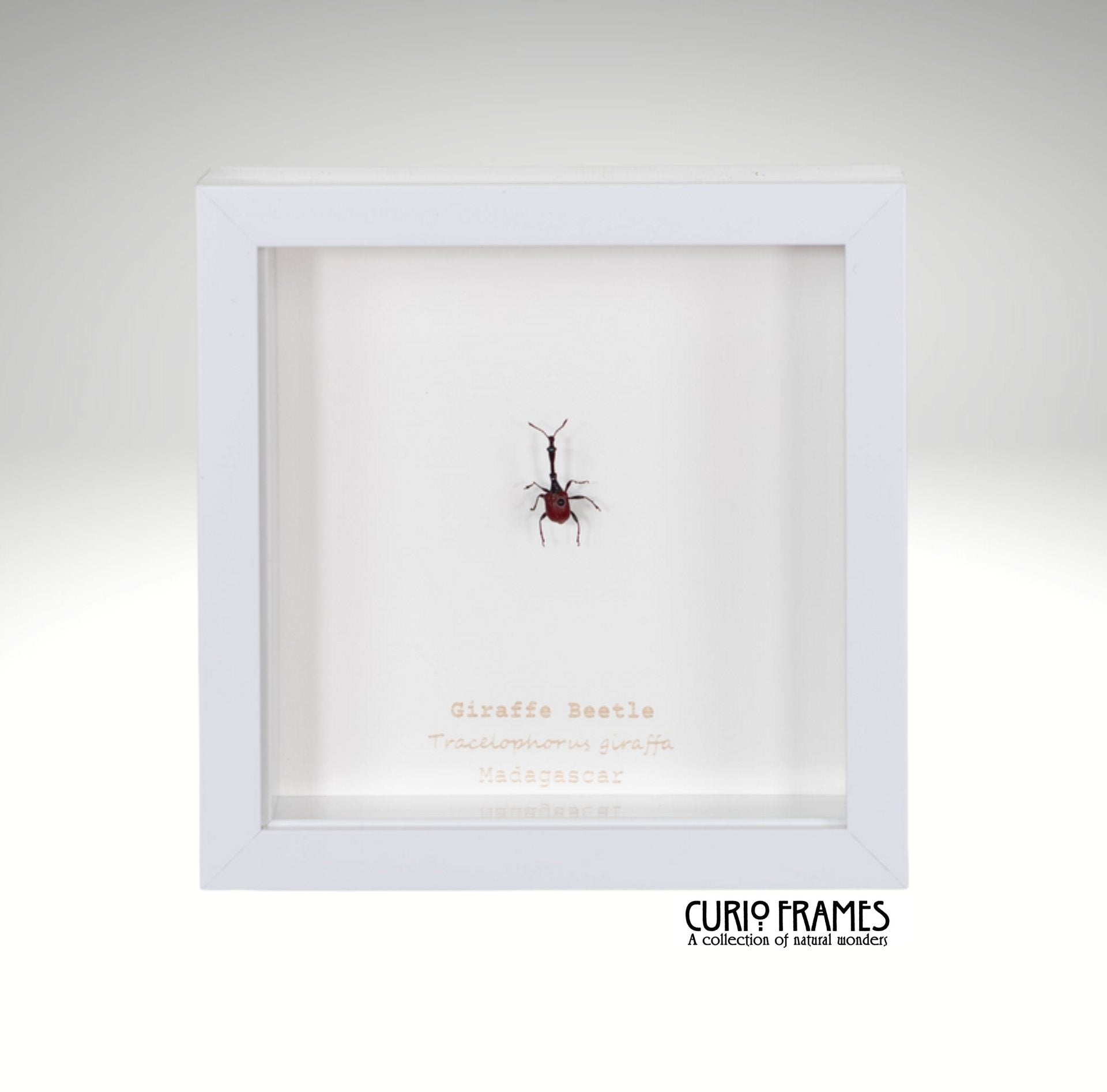 Giraffe Beetle