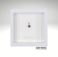 Giraffe Beetle