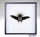 Goliath Beetle