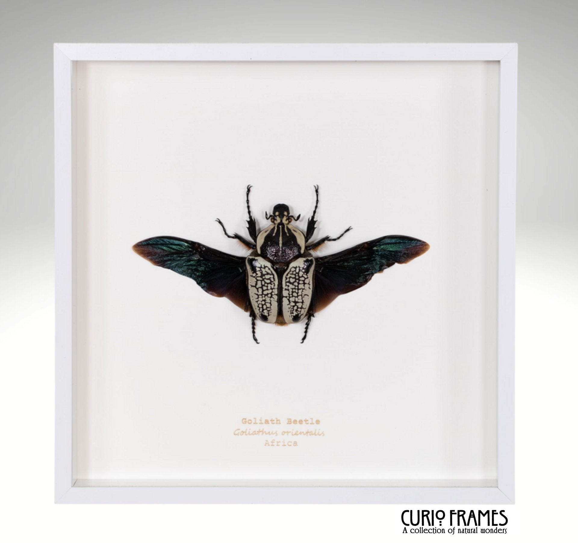 Goliath Beetle