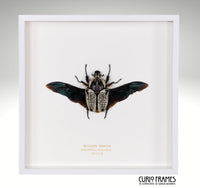 Goliath Beetle
