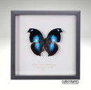 Great Blue Hookwing