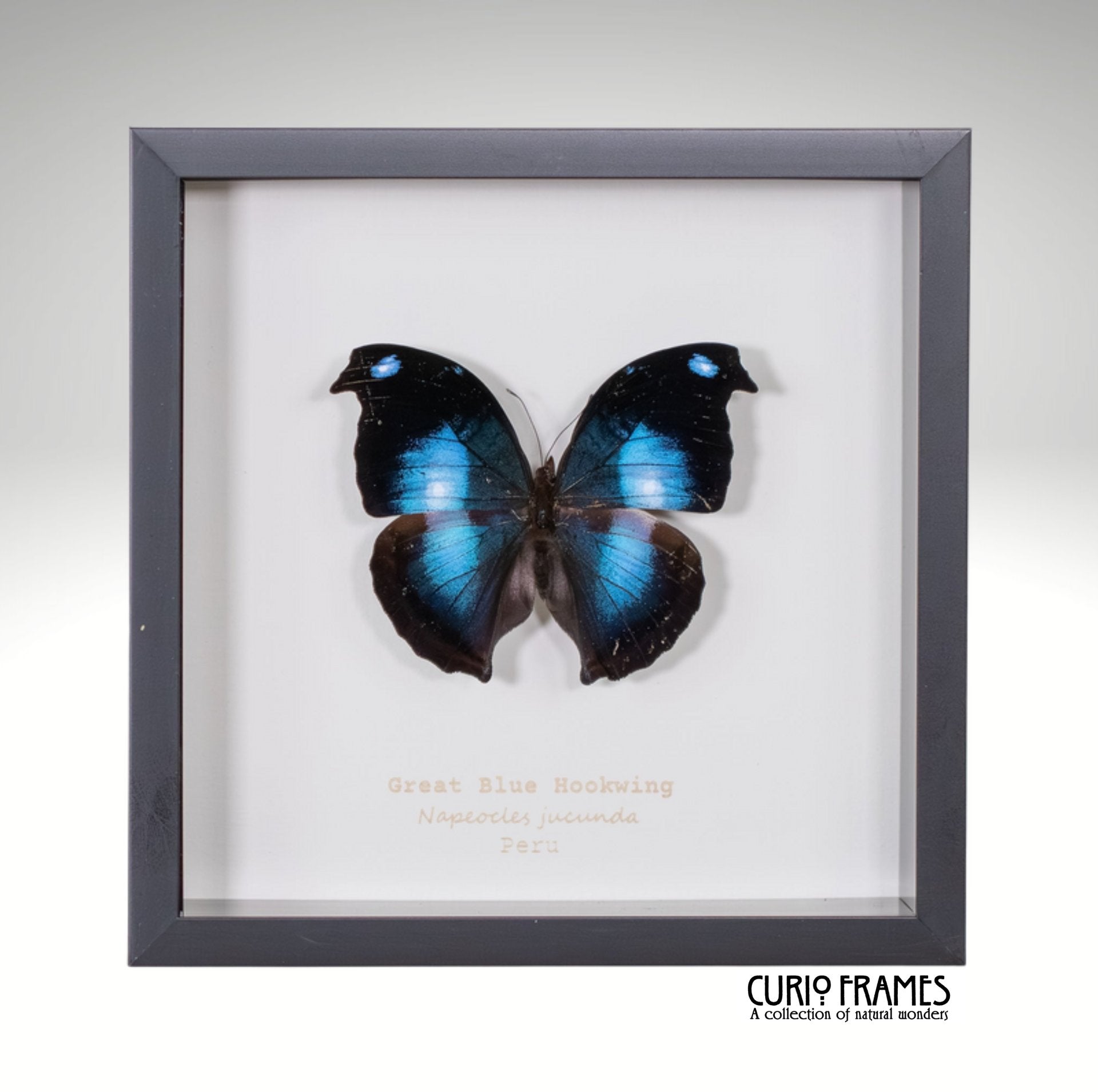 Great Blue Hookwing