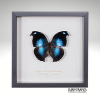 Great Blue Hookwing