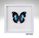 Great Blue Hookwing