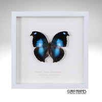 Great Blue Hookwing