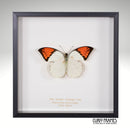 Great Orange Tip