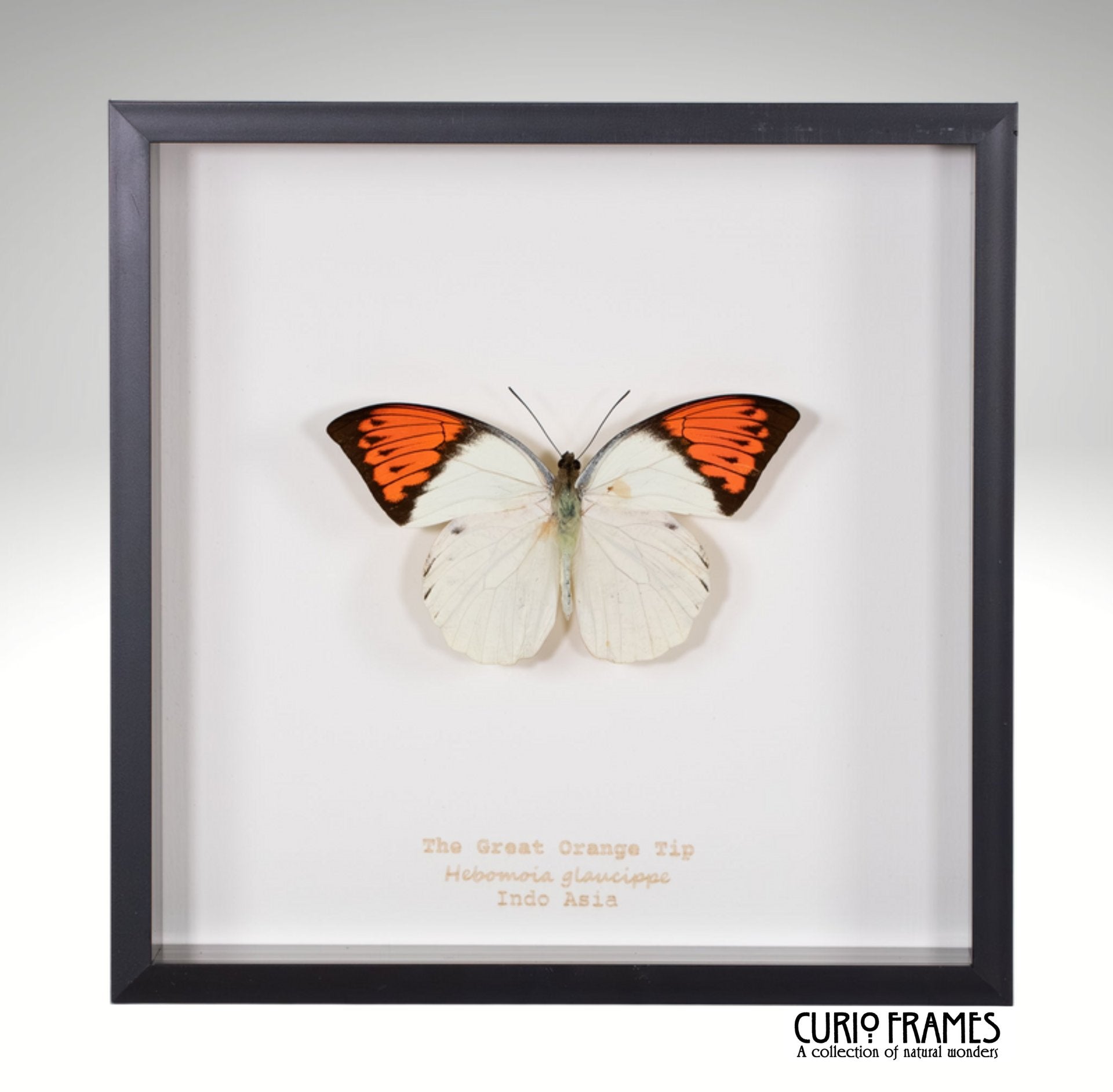 Great Orange Tip