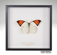 Great Orange Tip