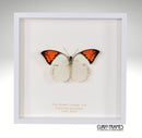 Great Orange Tip