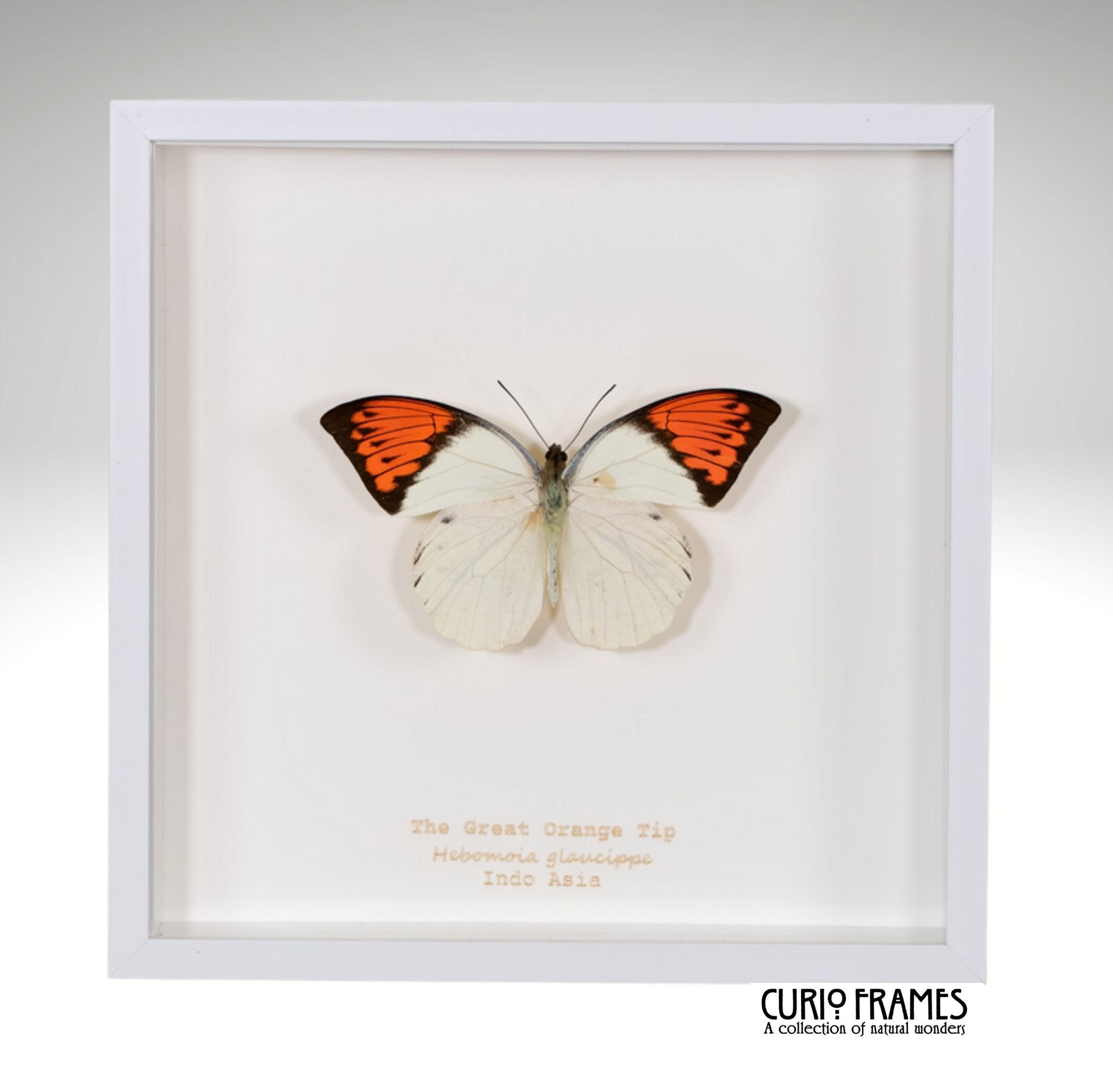 Great Orange Tip