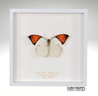 Great Orange Tip