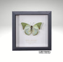 Green Charaxes