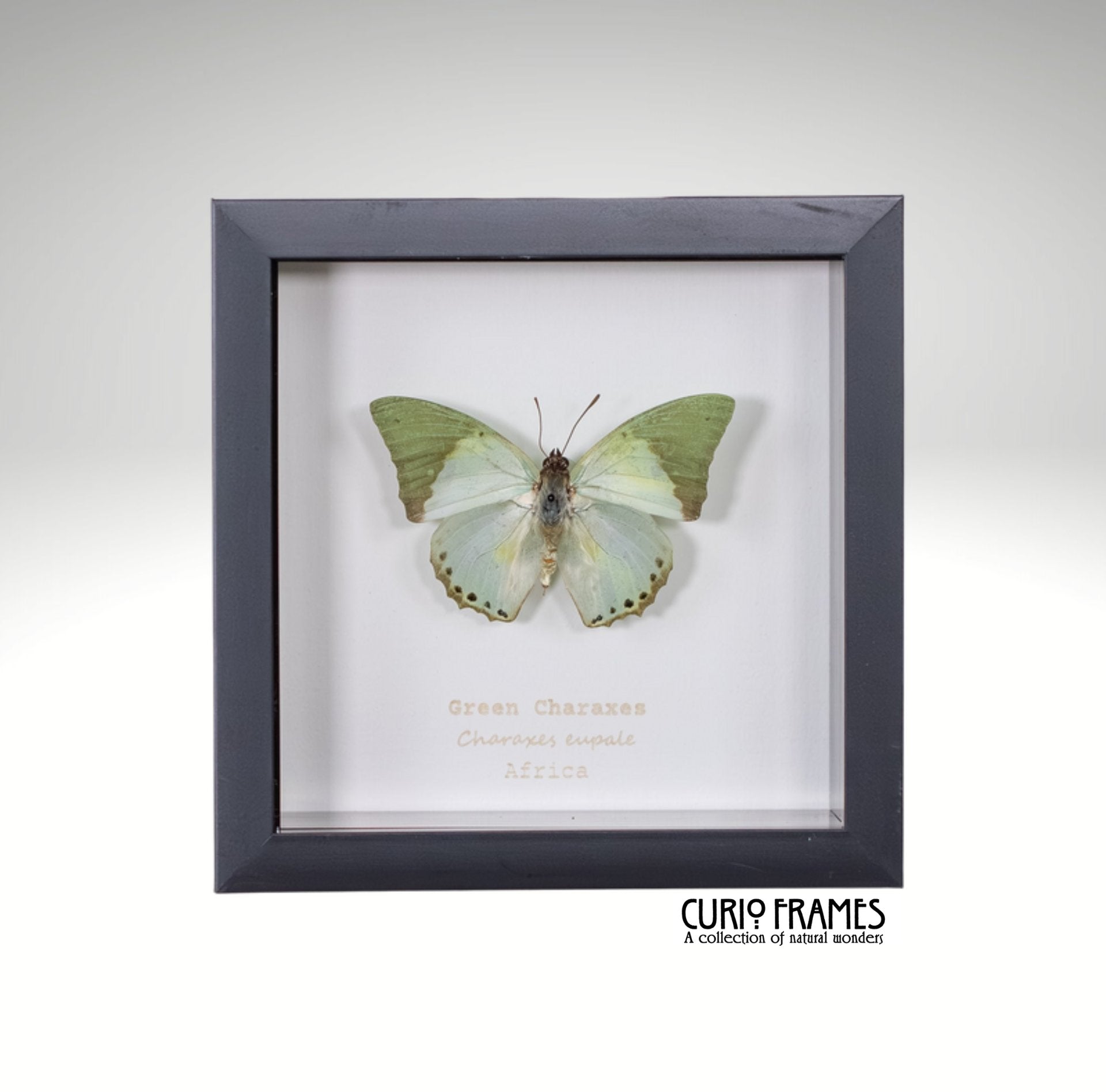 Green Charaxes