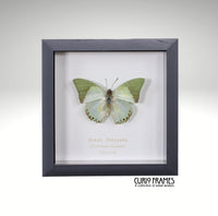 Green Charaxes