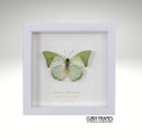 Green Charaxes