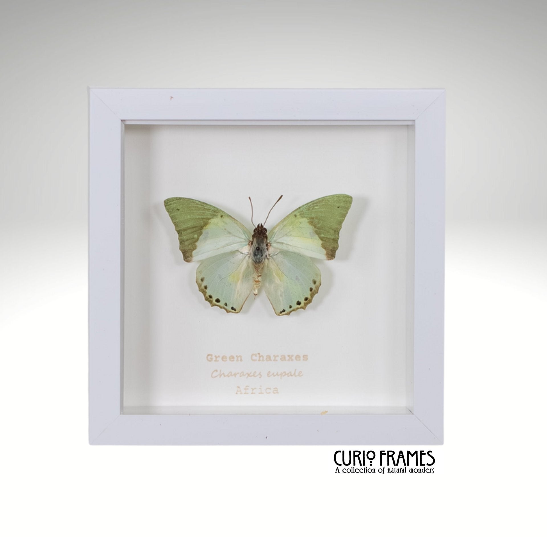 Green Charaxes