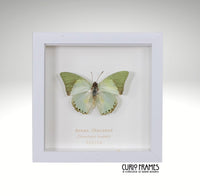 Green Charaxes