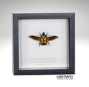Green Scarab Beetle
